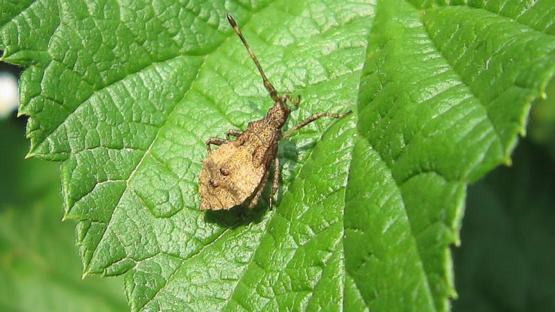 The most dangerous pests of potatoes and methods of dealing with them