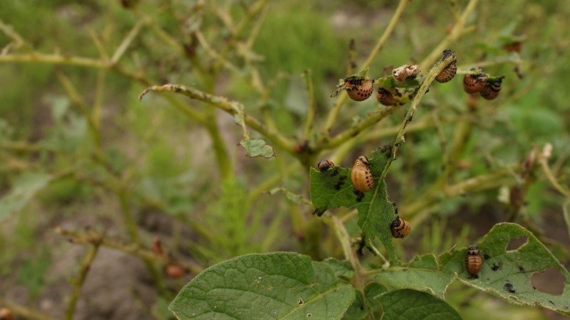The most dangerous pests of potatoes and methods of dealing with them