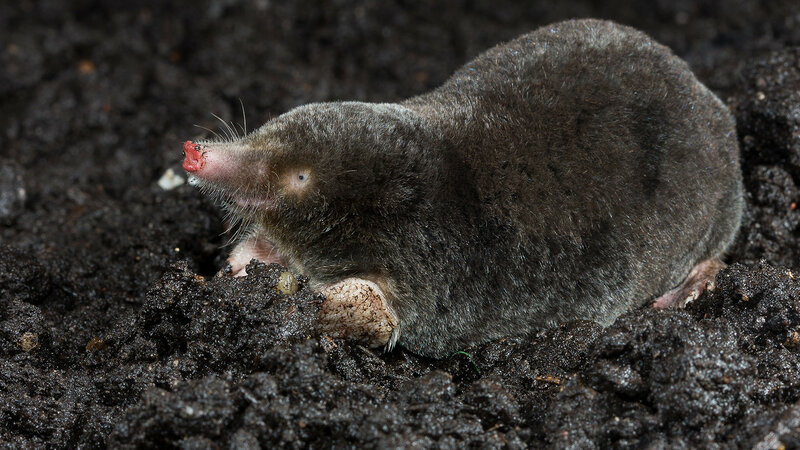The most dangerous pests of potatoes and methods of dealing with them