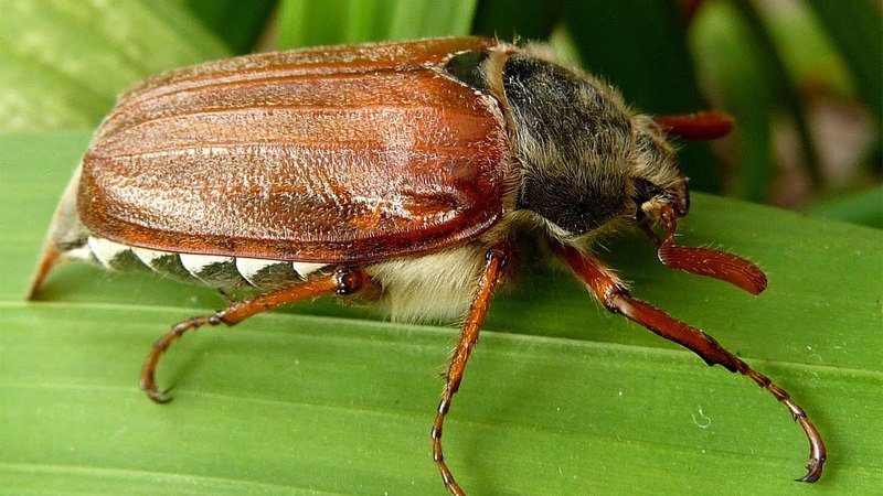 The most dangerous pests of potatoes and methods of dealing with them