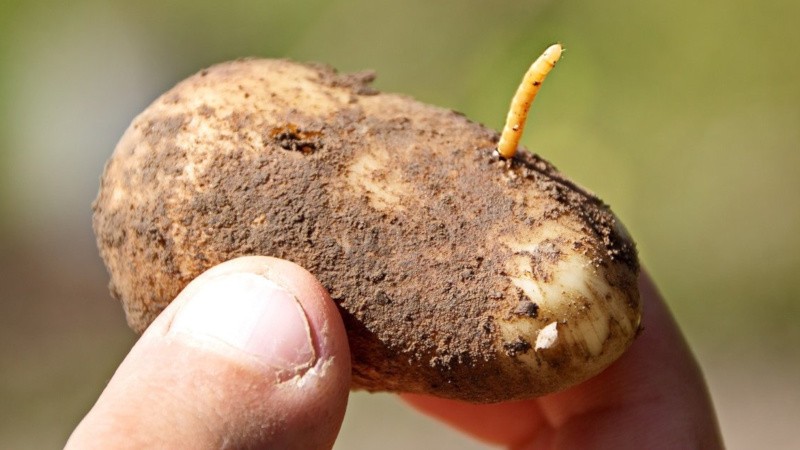 The most dangerous pests of potatoes and methods of dealing with them