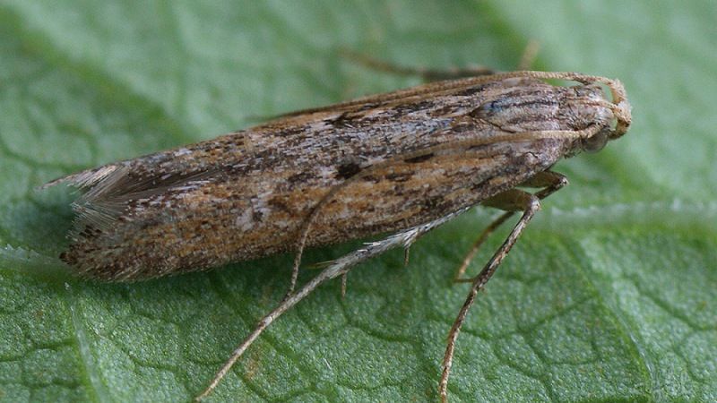 The most dangerous pests of potatoes and methods of dealing with them