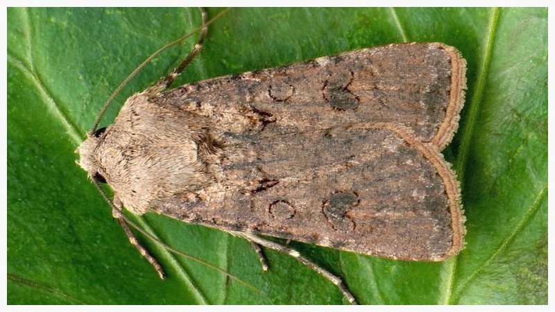 The most dangerous pests of potatoes and methods of dealing with them