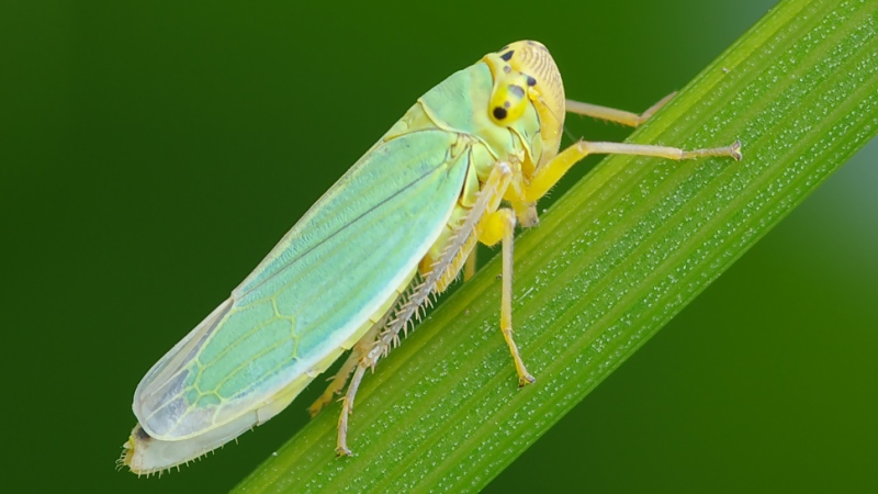 The most dangerous pests of potatoes and methods of dealing with them