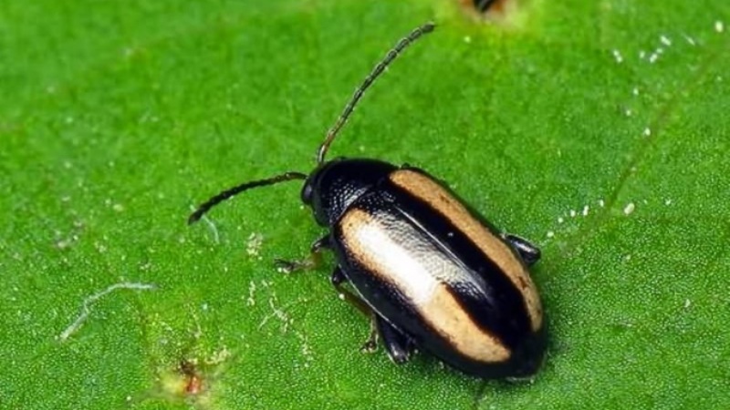 The most dangerous pests of potatoes and methods of dealing with them