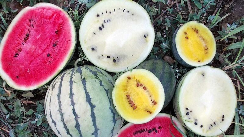 The most delicious varieties of watermelons: description and characteristics