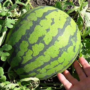 The most delicious varieties of watermelons: description and characteristics