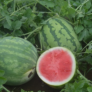 The most delicious varieties of watermelons: description and characteristics