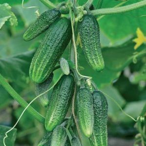 A novelty that has managed to fall in love with many gardeners - cucumbers Siberian garland F1