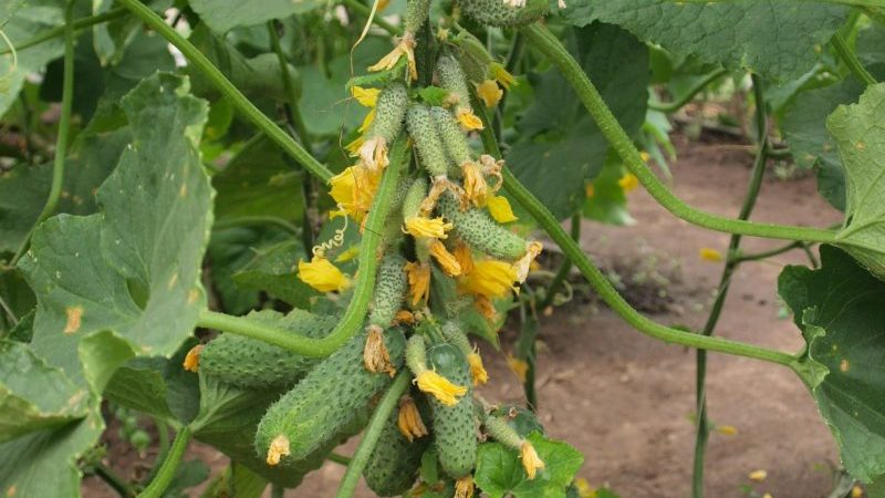 A novelty that has managed to fall in love with many gardeners - cucumbers Siberian garland F1