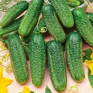 A novelty that has managed to fall in love with many gardeners - cucumbers Siberian garland F1