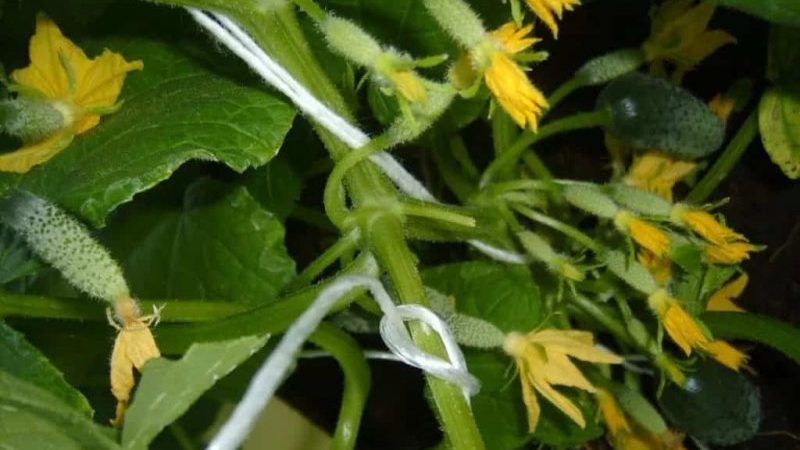 A novelty that has managed to fall in love with many gardeners - cucumbers Siberian garland F1
