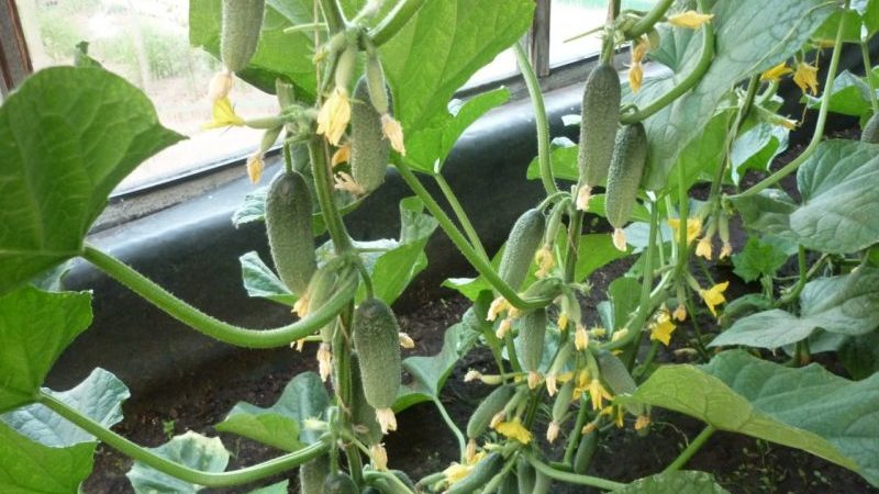 A novelty that has managed to fall in love with many gardeners - cucumbers Siberian garland F1