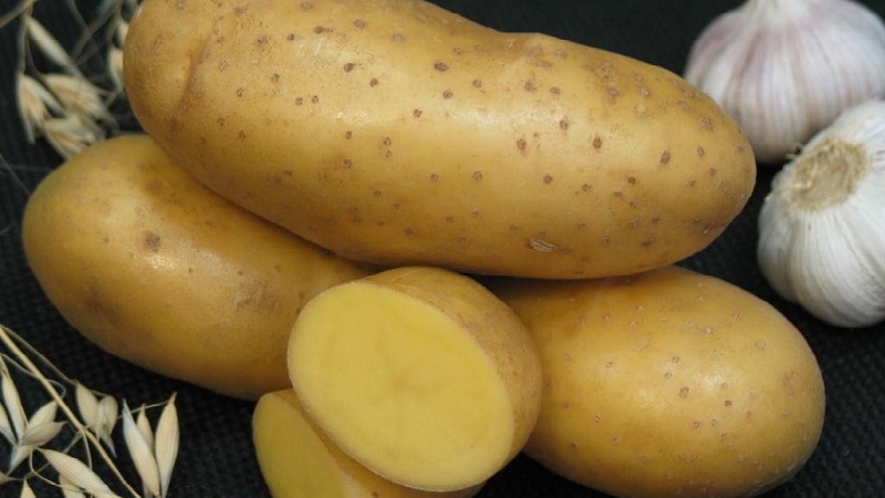 Early ripening variety Empress for sowing seeds