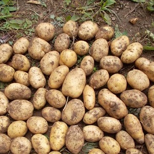 Early ripening variety Empress for sowing seeds