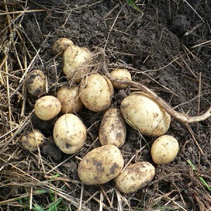 Early ripening variety Empress for sowing seeds