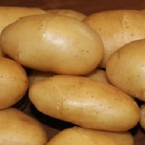 Early ripening variety Empress for sowing seeds