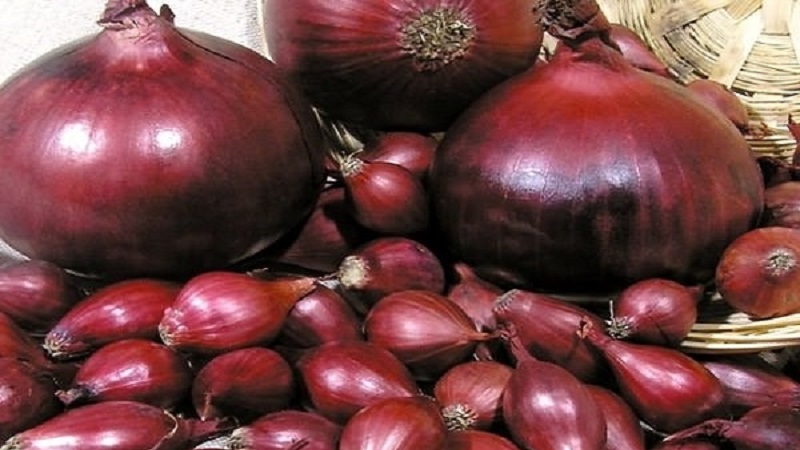 An early ripening variety of deep red onions - Red Baron