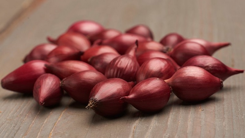 An early ripening variety of deep red onions - Red Baron