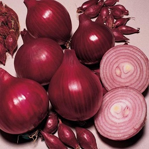 An early ripening variety of deep red onions - Red Baron