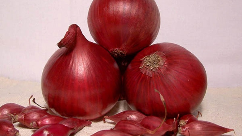 An early ripening variety of deep red onions - Red Baron