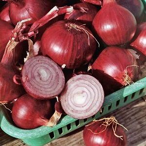 An early ripening variety of deep red onions - Red Baron