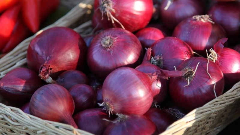 An early ripening variety of deep red onions - Red Baron