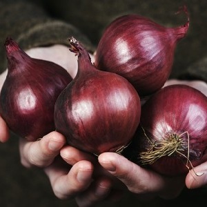An early ripening variety of deep red onions - Red Baron