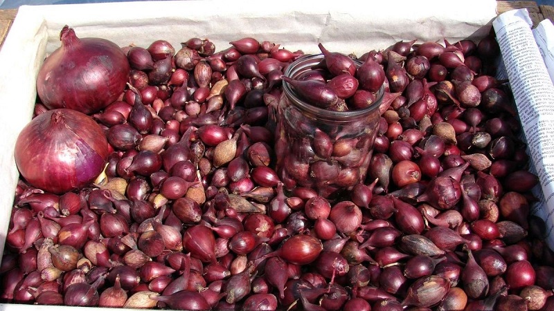An early ripening variety of deep red onions - Red Baron