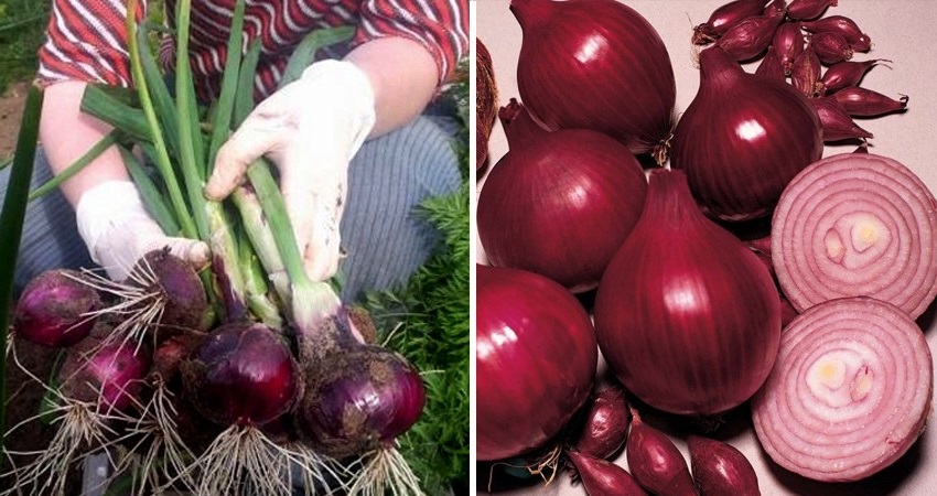 An early ripening variety of deep red onions - Red Baron