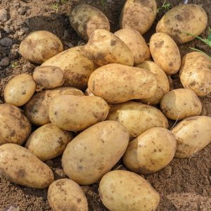 Isle of Jura medium-early table potato variety