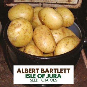 Isle of Jura medium-early table potato variety