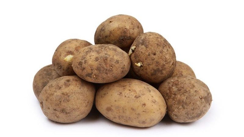 Isle of Jura medium-early table potato variety