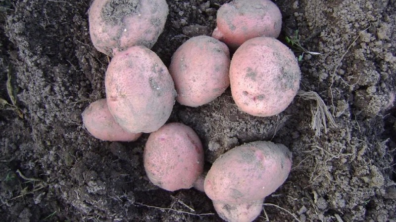 Potato variety Hostess for growing in the northern regions