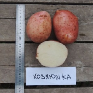 Potato variety Hostess for growing in the northern regions