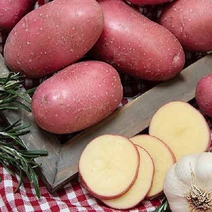 Potato variety Hostess for growing in the northern regions