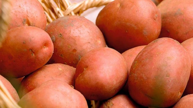 Potato variety Hostess for growing in the northern regions
