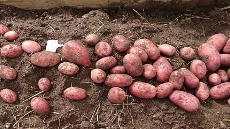 Potato variety Hostess for growing in the northern regions