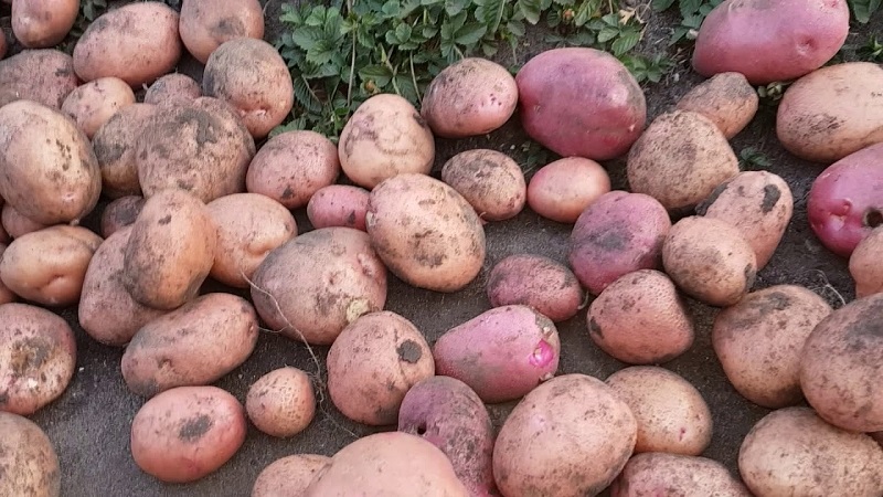 Potato variety Hostess for growing in the northern regions