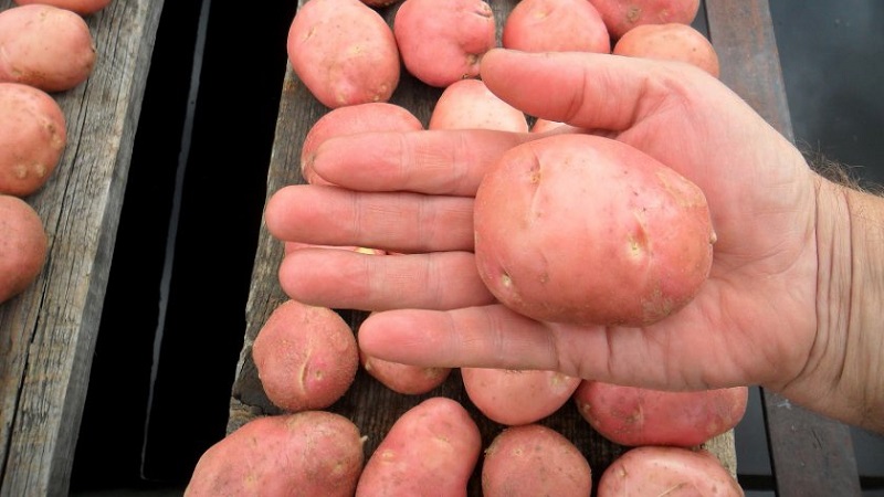 Potato variety Hostess for growing in the northern regions