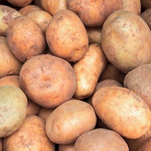 Ilyinsky potato variety suitable for any soil and climatic conditions