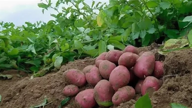 Ilyinsky potato variety suitable for any soil and climatic conditions
