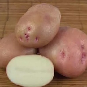 Ilyinsky potato variety suitable for any soil and climatic conditions
