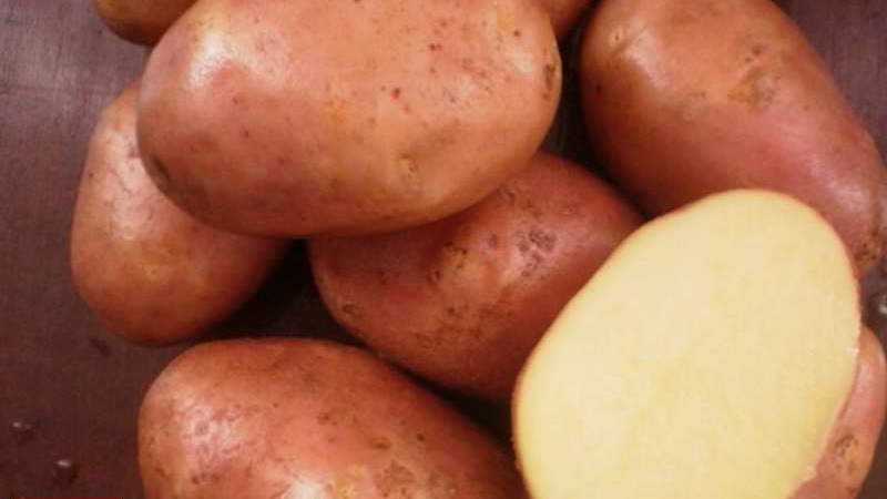 Ilyinsky potato variety suitable for any soil and climatic conditions