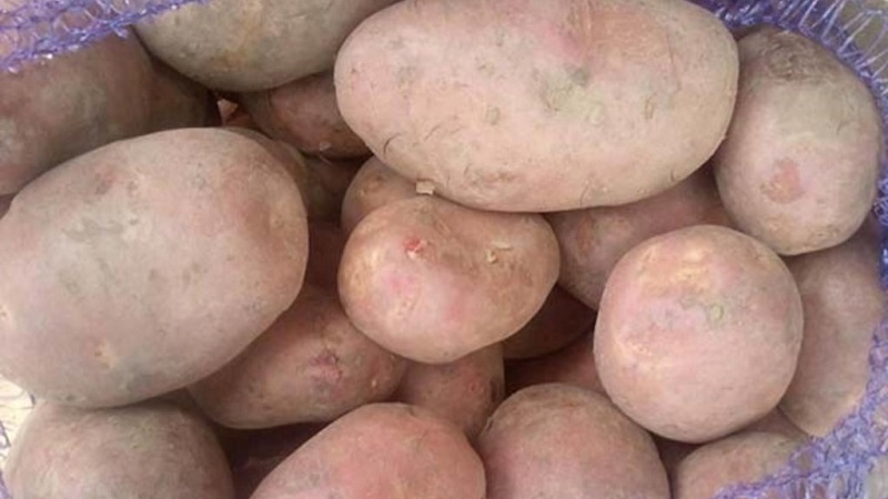 Ilyinsky potato variety suitable for any soil and climatic conditions