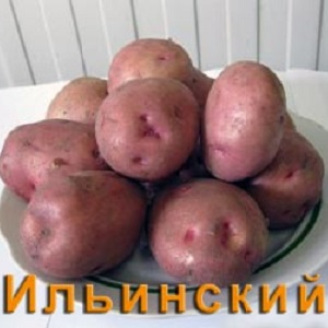 Ilyinsky potato variety suitable for any soil and climatic conditions