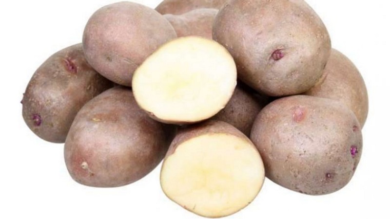 Ilyinsky potato variety suitable for any soil and climatic conditions