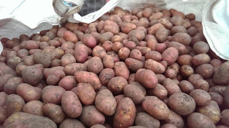 Ilyinsky potato variety suitable for any soil and climatic conditions
