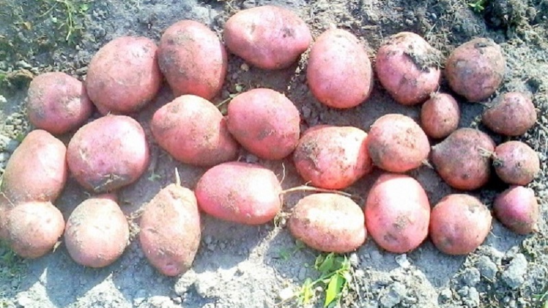 Ilyinsky potato variety suitable for any soil and climatic conditions