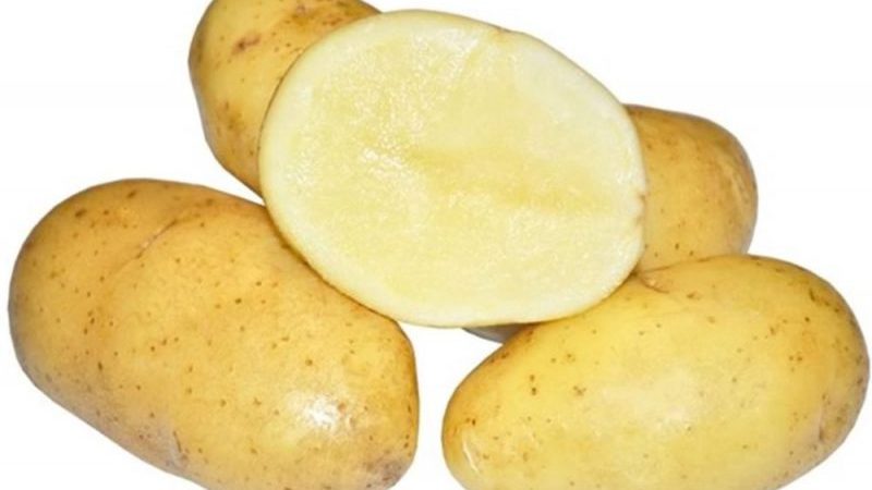 An early ripe table potato variety, Colette, which bears fruit twice a season
